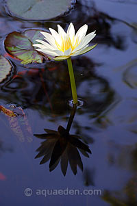 Marian Water Lily