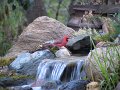 cardinal-twin-waterfalls