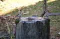 house-sparrow-fountain
