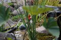 scarlet-tanager-fountain-pond