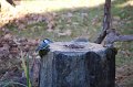 white-breasted-nuthatch-fountain